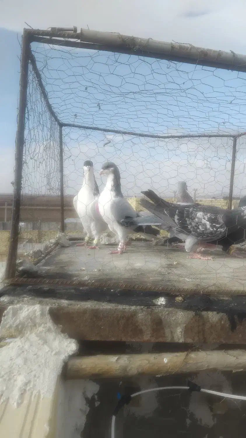 ۵تا کفتر رد برق|پرنده|اسفرورین, |دیوار