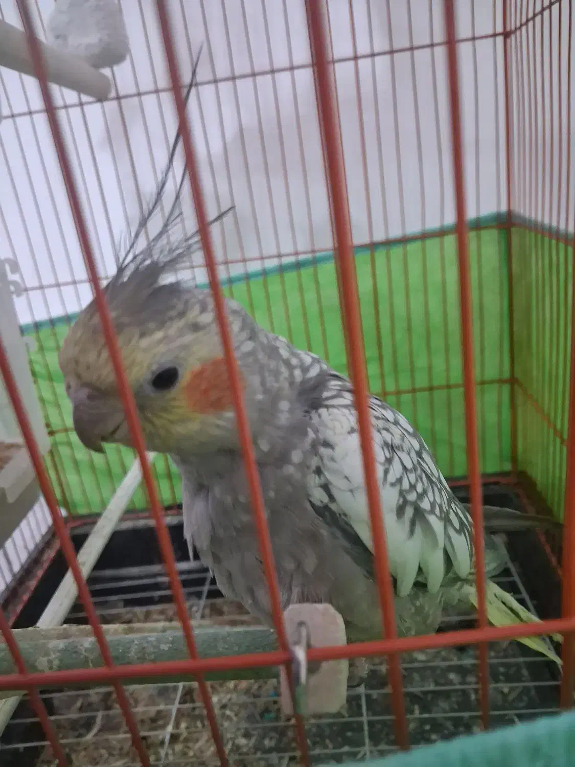 عروس هلندی|پرنده|داراب, |دیوار