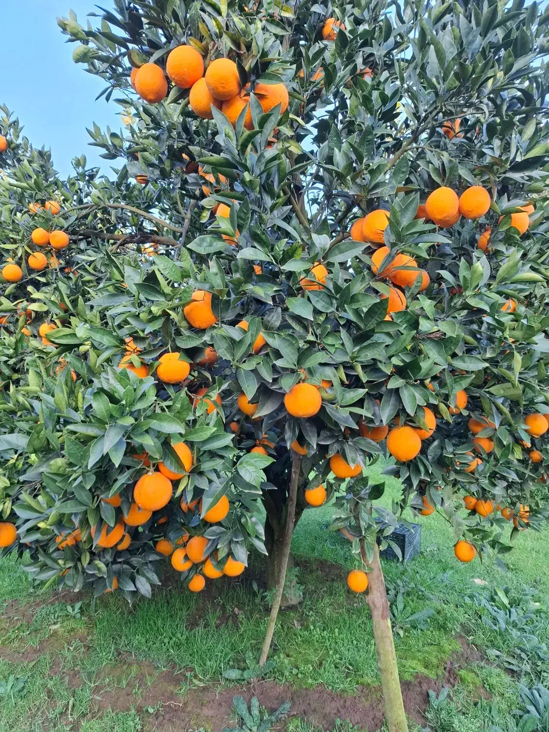 تامسون|خوردنی و آشامیدنی|عباس‌آباد, |دیوار