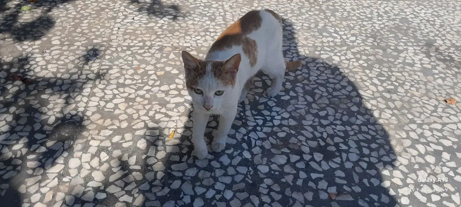 واگذاری رایگان گربه ماده زرد و سفید|گربه|قائم‌شهر, |دیوار