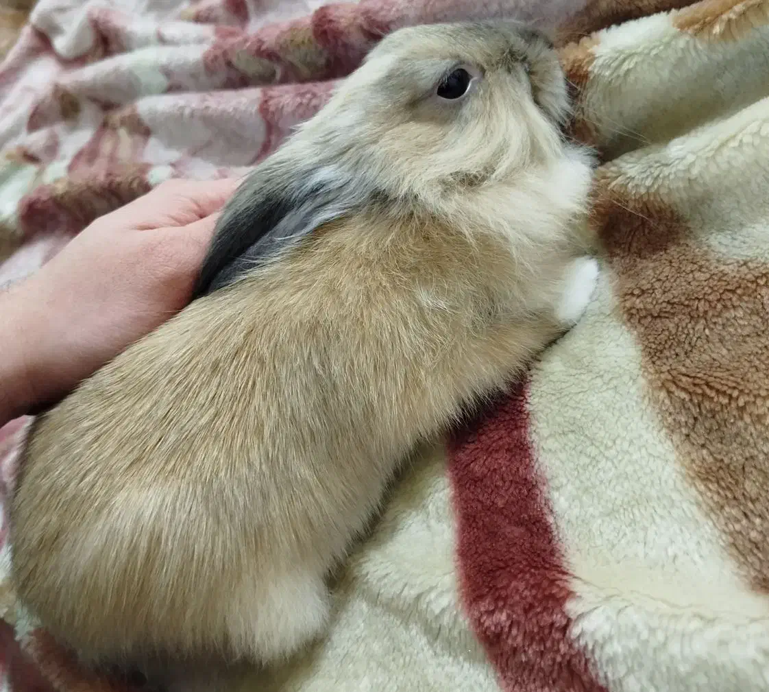 خرگوش|موش و خرگوش|تبریز, |دیوار