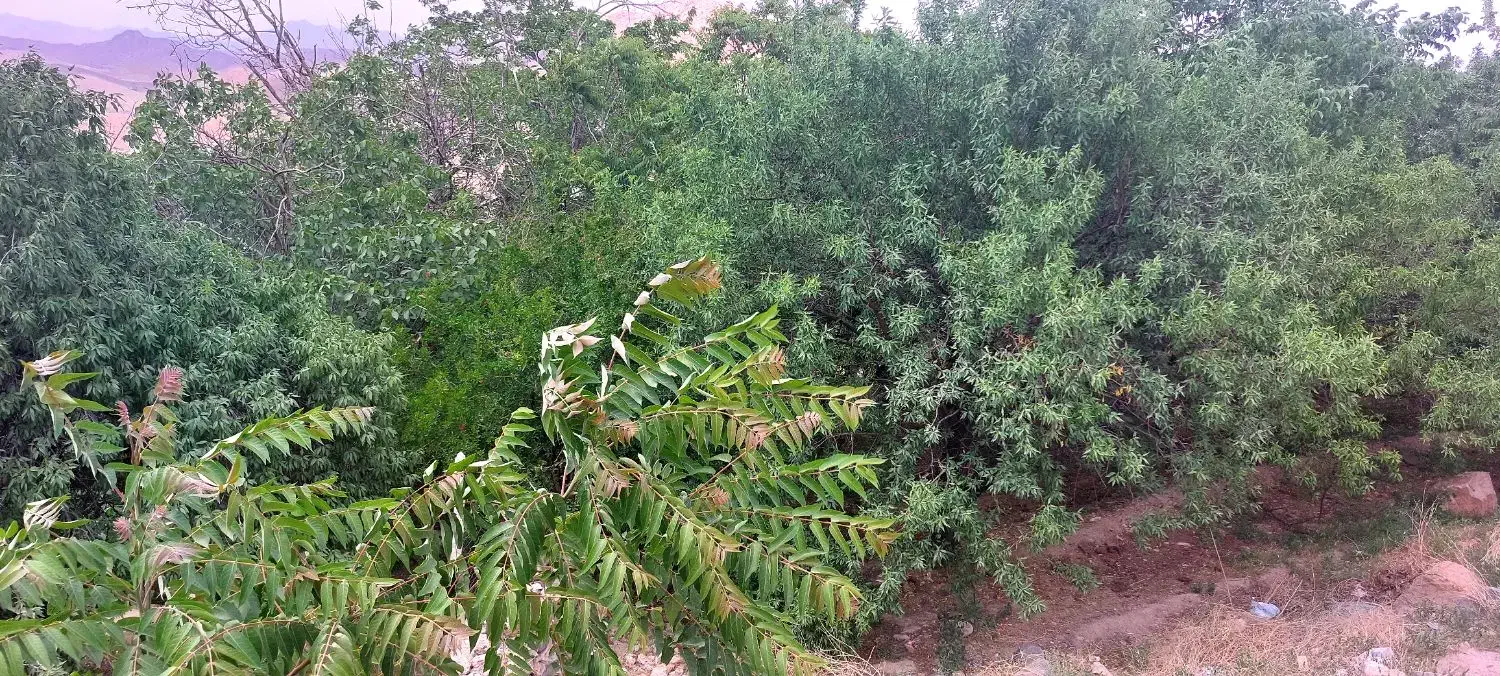 سم پاشی|خدمات باغبانی و درختکاری|شهریار, شهریار|دیوار