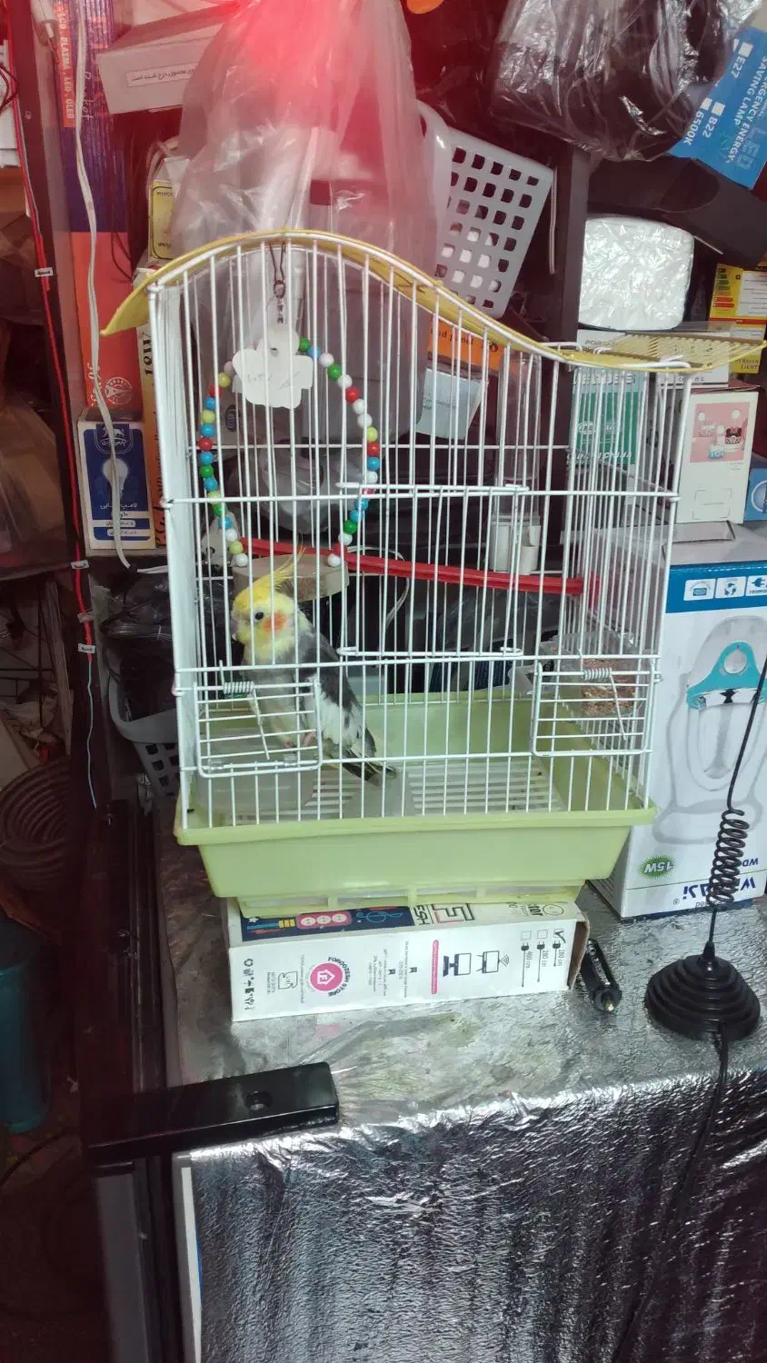 عروس هلندی نر|پرنده|چالوس, |دیوار