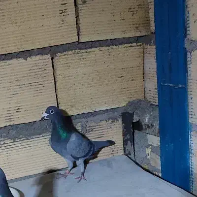 آلمانی|پرنده|مشهد, خرمشهر|دیوار