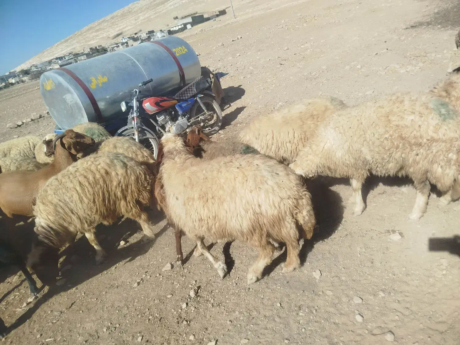 گوسفند شک|حیوانات مزرعه|حمیل, |دیوار