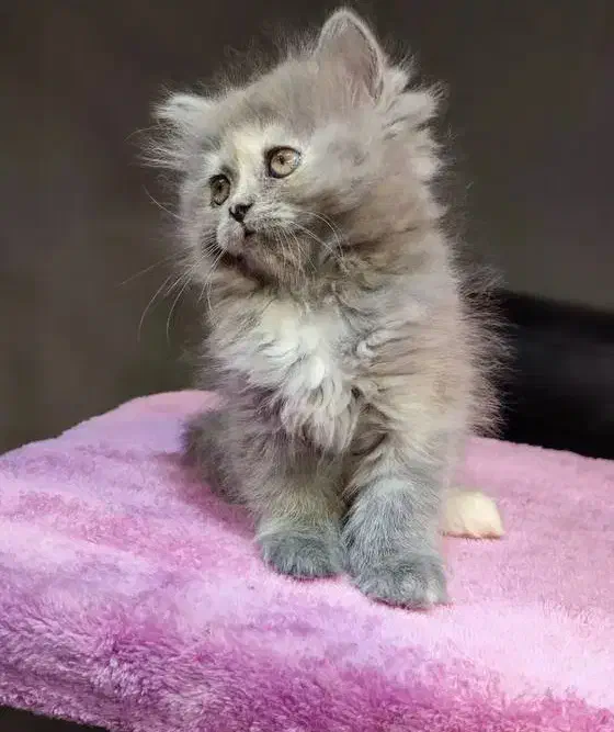 گربه بریتیش اسکاتیش|گربه|کرج, جهانشهر|دیوار