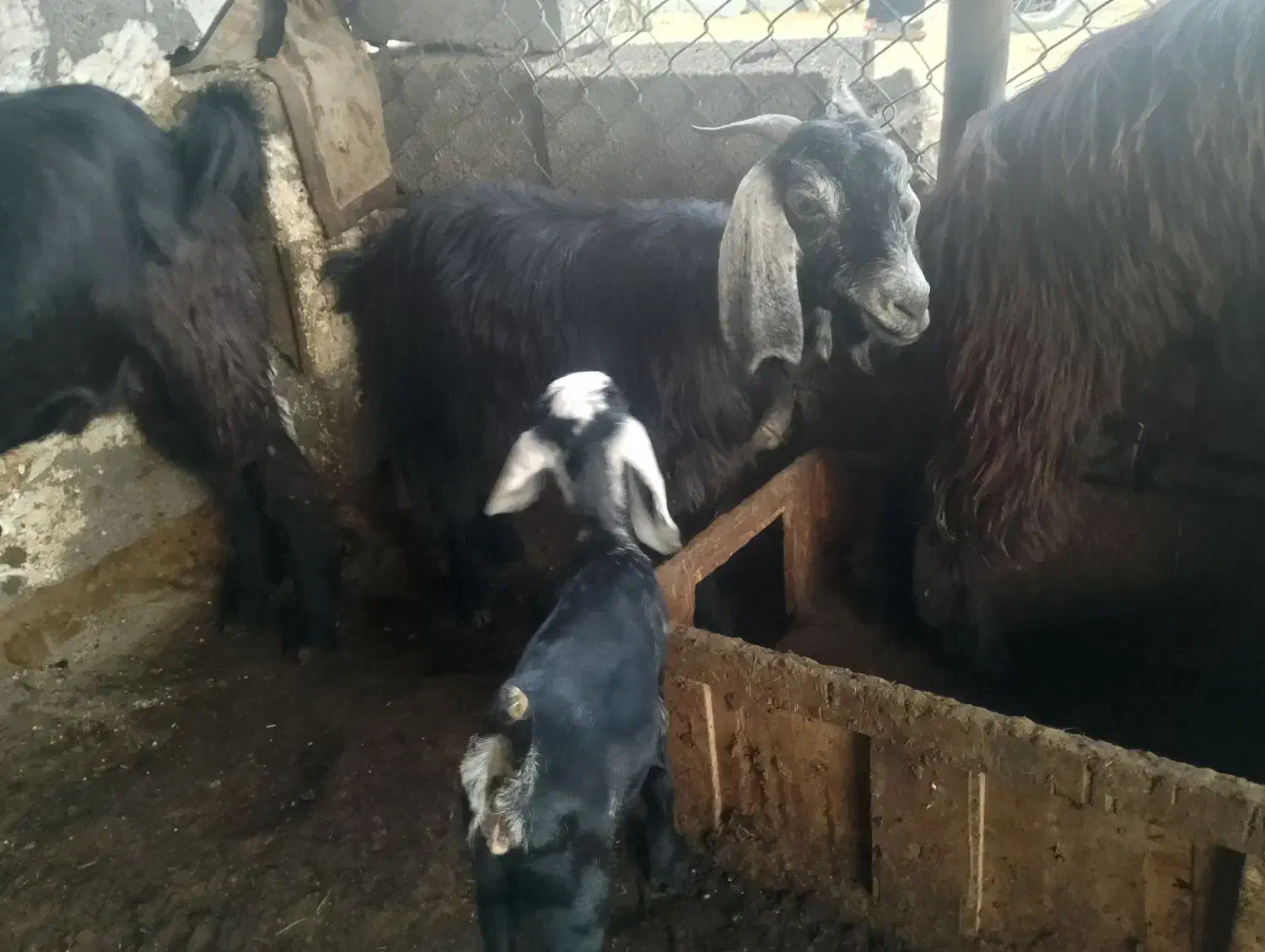 یک عدد بز کهر دار|حیوانات مزرعه|بندر کنگان, |دیوار