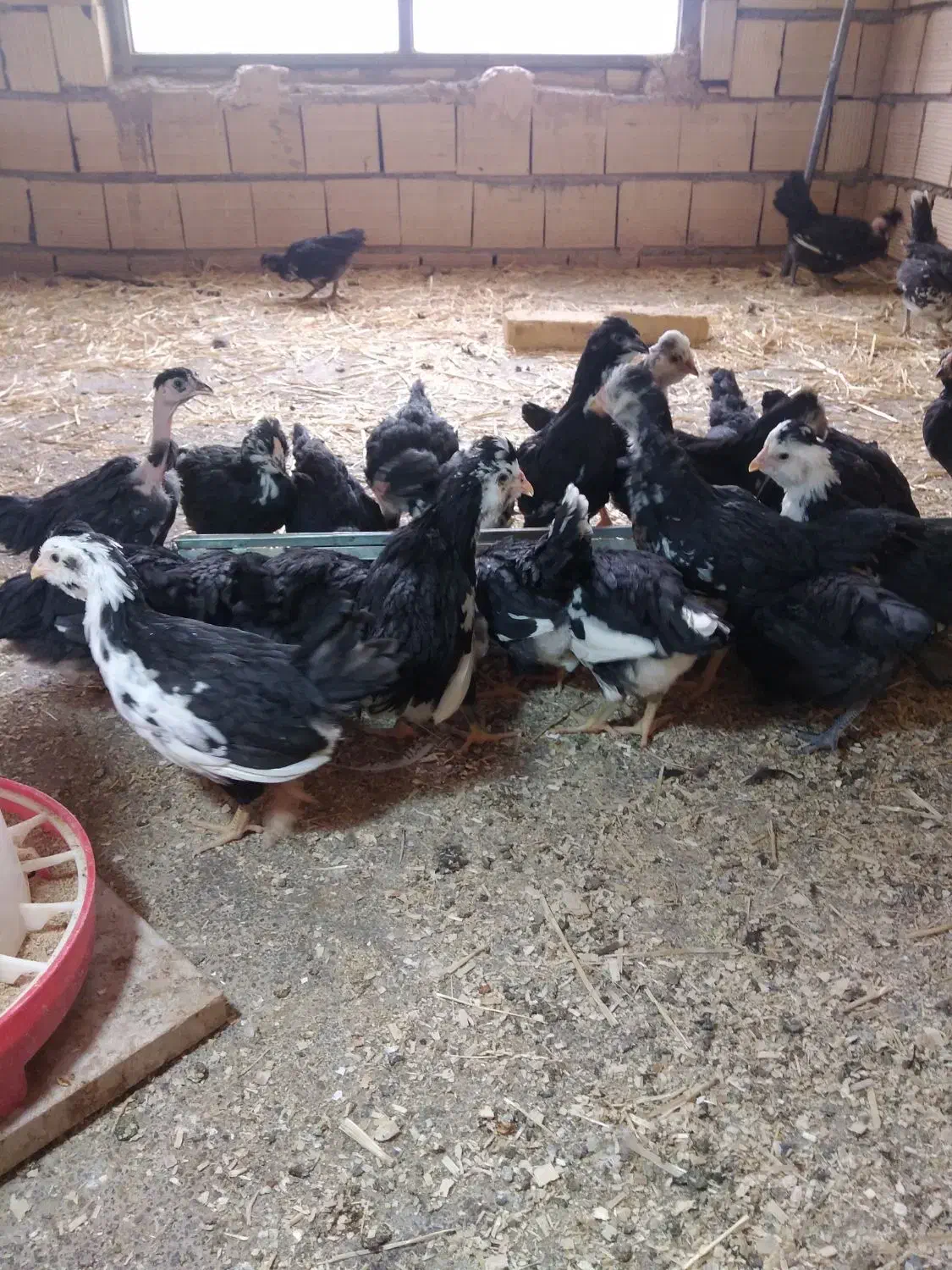 نیمچه مرغ وخروس گلین|حیوانات مزرعه|میبد, |دیوار