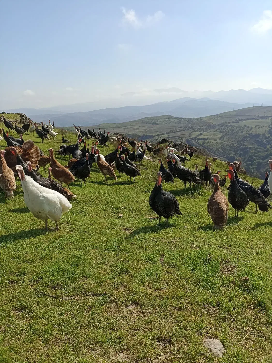 بوقلمون طبیعی|حیوانات مزرعه|کلیبر, |دیوار