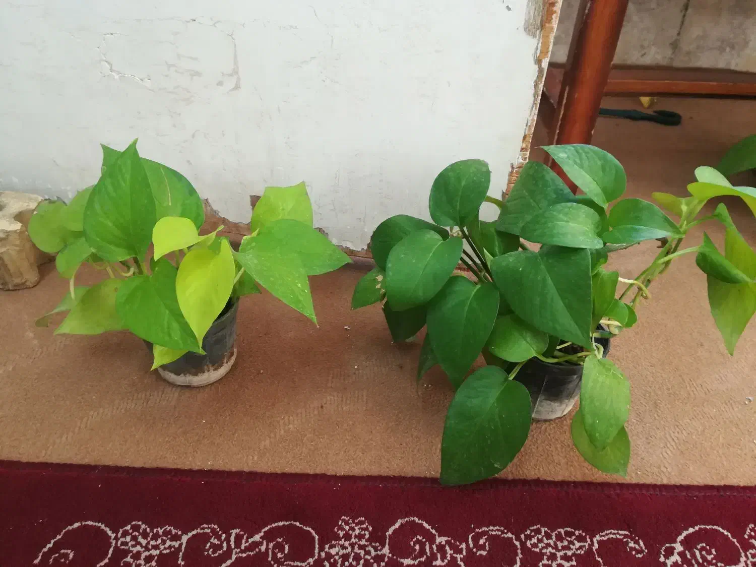 گل پتوس نئون ابلغ و سبز 75 هزار|گل و گیاه طبیعی|فسا, |دیوار