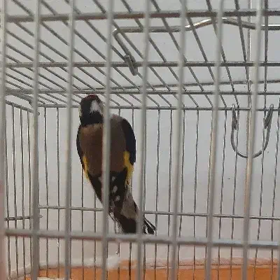 سهره رسمی|پرنده|شاهینشهر, فردوسی|دیوار