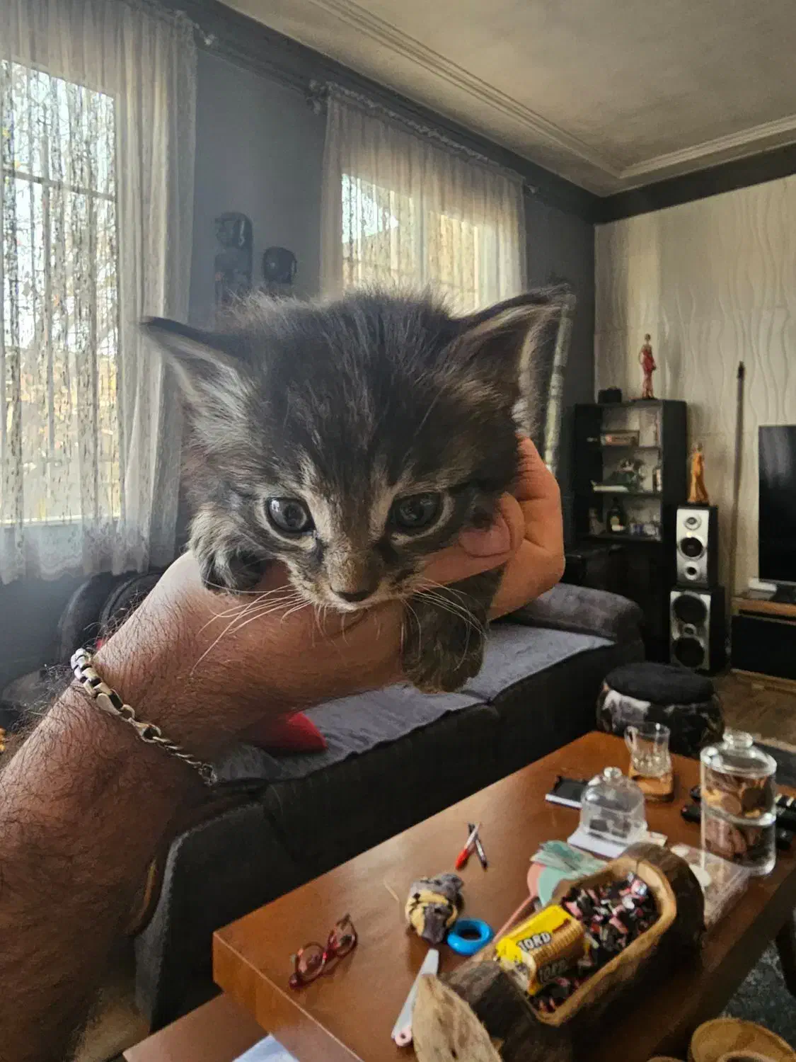 بچه گربه رایگانه رایگان|گربه|بشاریات, |دیوار