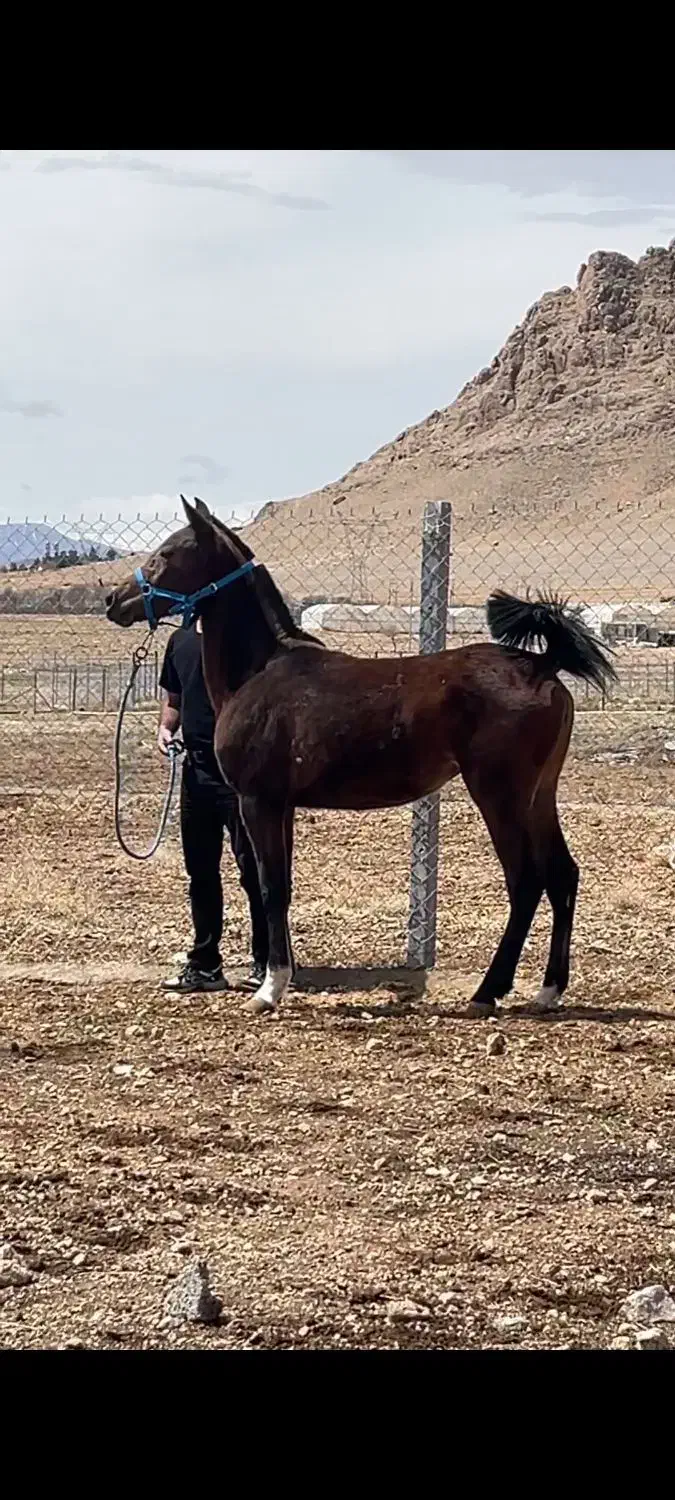 کره مادیان دوسالو نیم تازه سواری بسیار سواری دار|اسب و تجهیزات اسب‌سواری|فرخ‌شهر, |دیوار