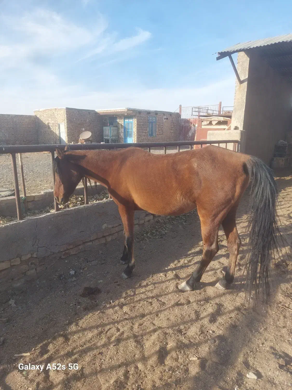 مادیون سر و دمگیر خوب|حیوانات مزرعه|کویرات, |دیوار