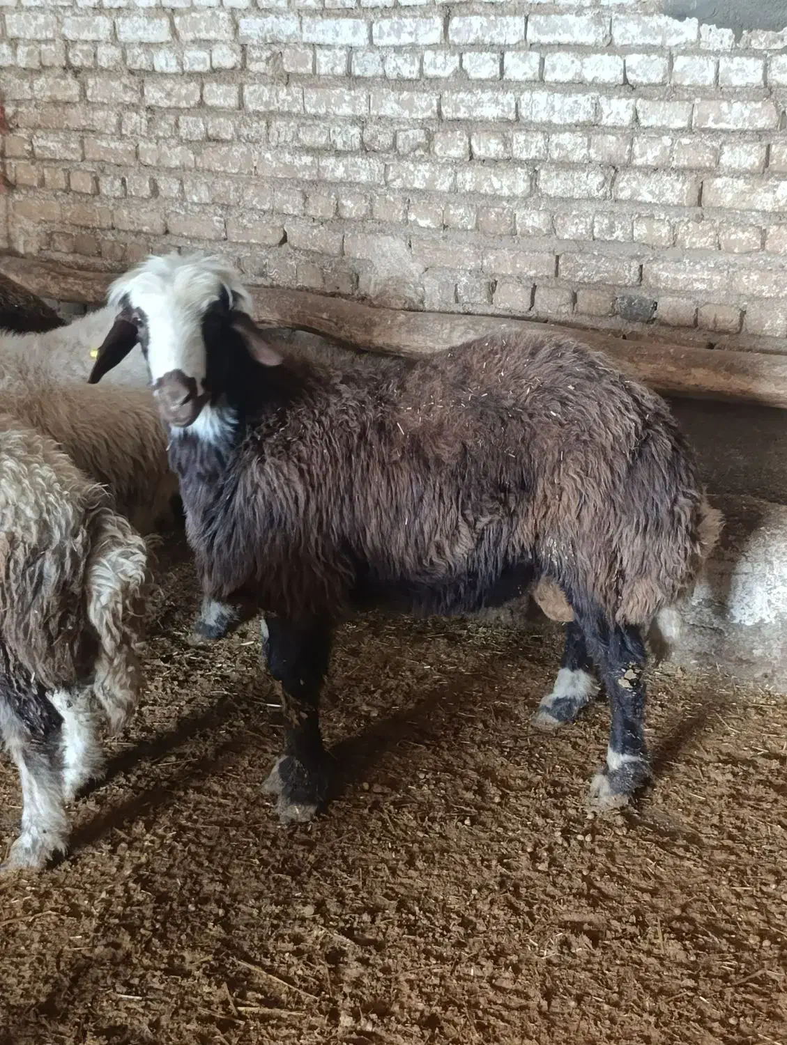 بره نر|حیوانات مزرعه|بیرانوند, |دیوار