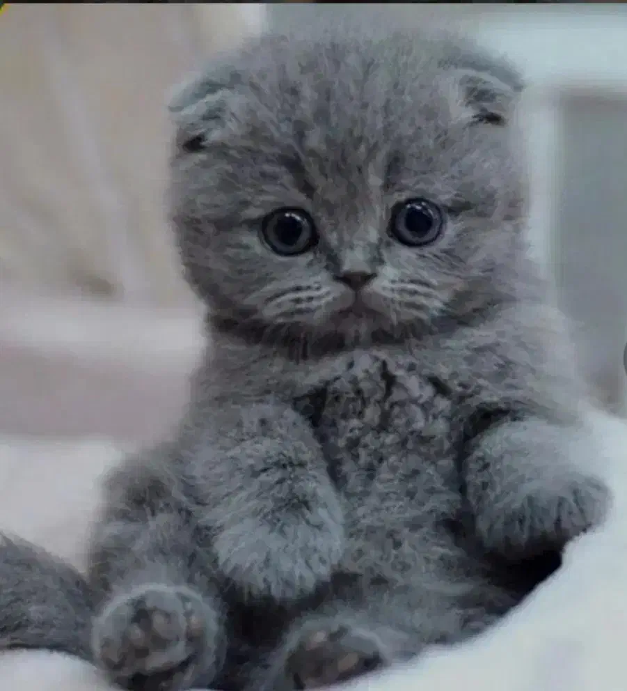 بهترین گربه های شیراز نژاد اسکاتیش( اصیل)|گربه|شیراز, شهرک گلستان|دیوار