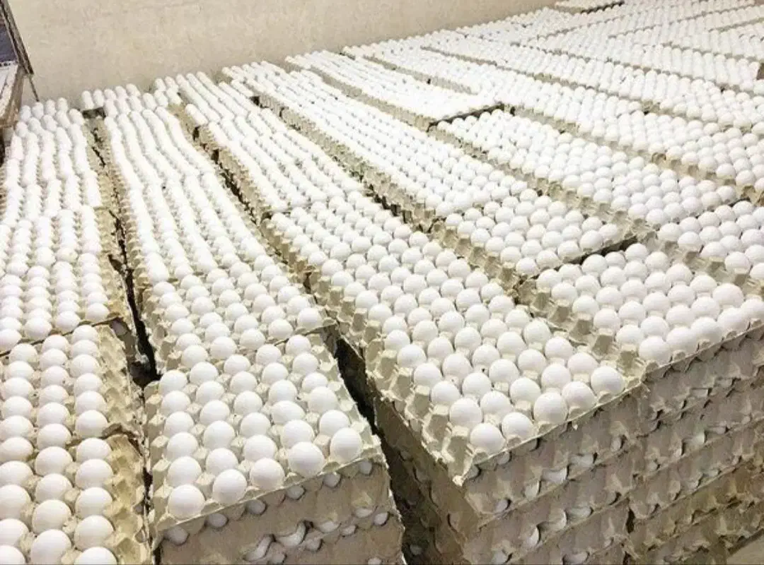 تخم مرغ  با کیفیت و خوش قیمت|خوردنی و آشامیدنی|رشت, دخانیات|دیوار