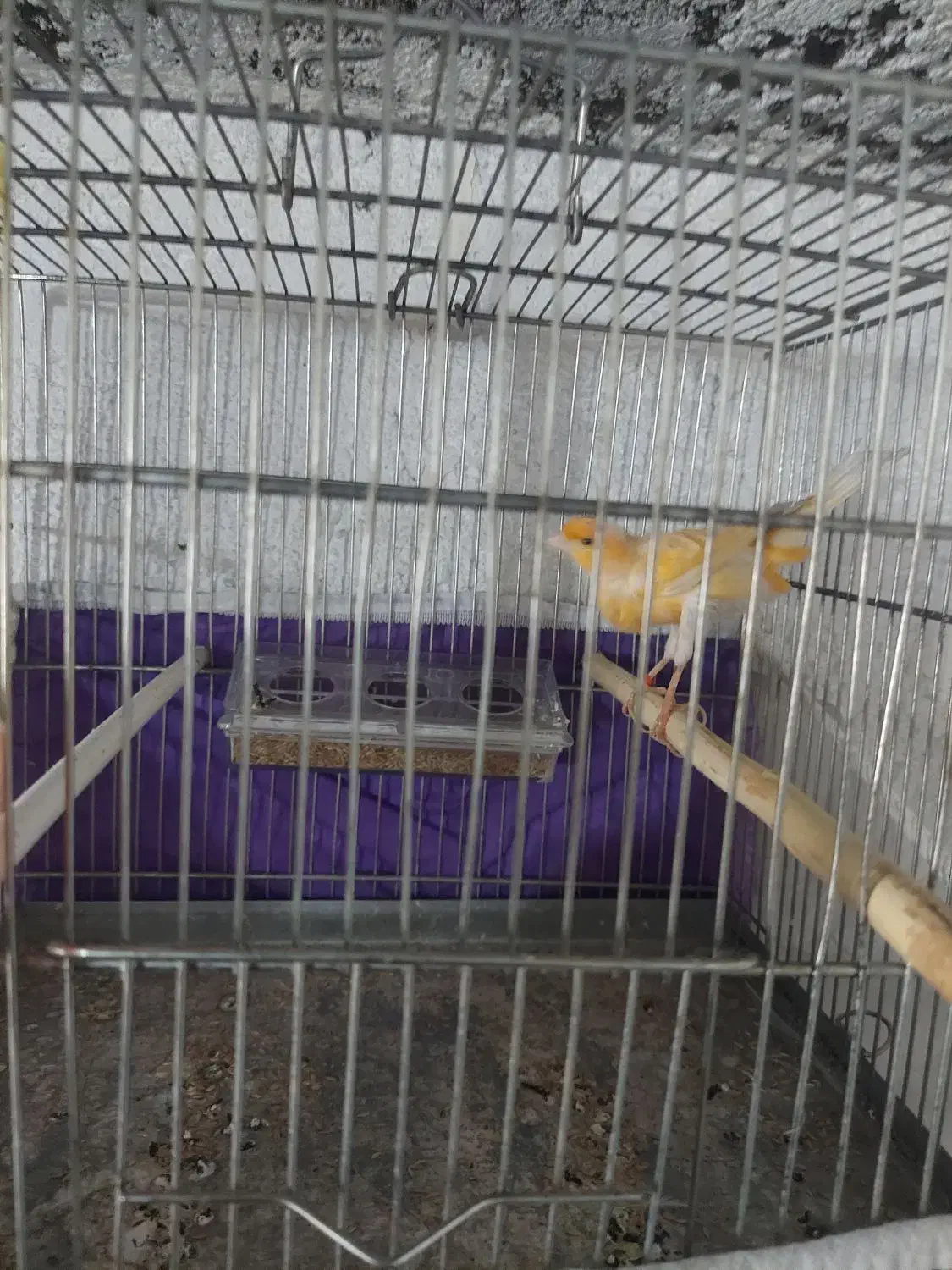 قناری مست مست|پرنده|خسروشاه, |دیوار