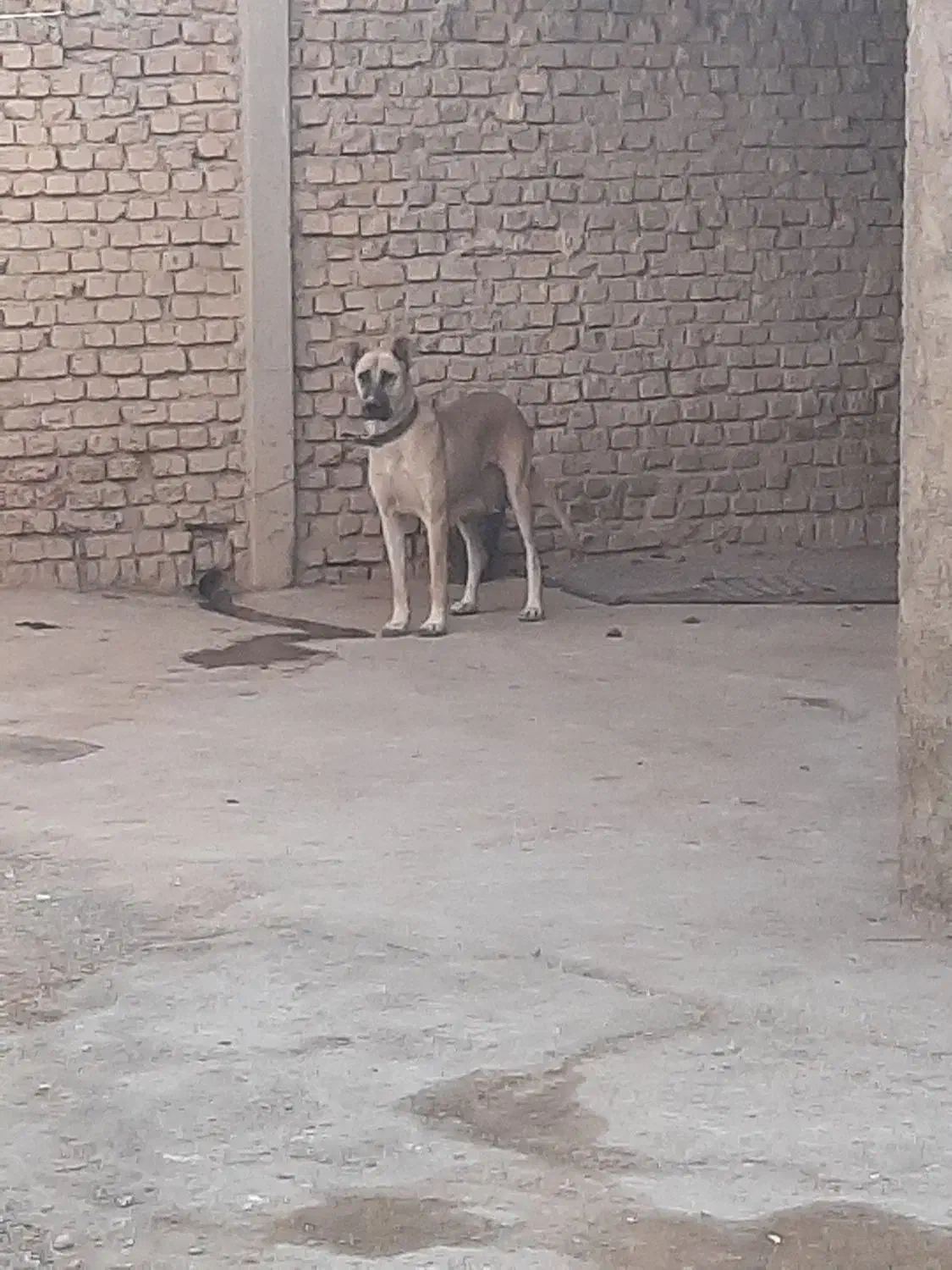 ماده‌سرابی|سگ|نهاوند, |دیوار