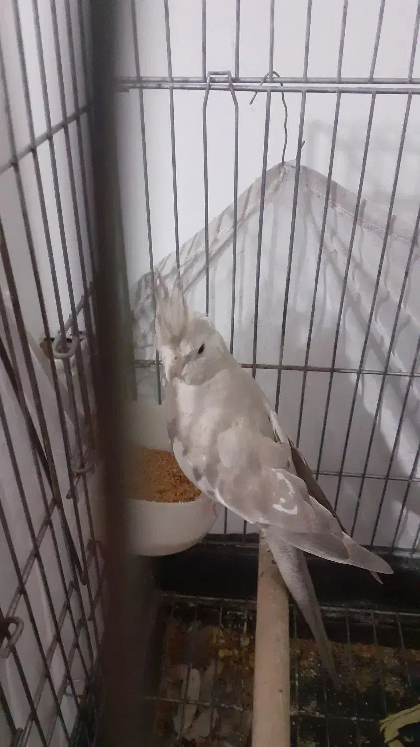 عروس هلندی|پرنده|اسلام‌شهر, شهرک قائمیه|دیوار