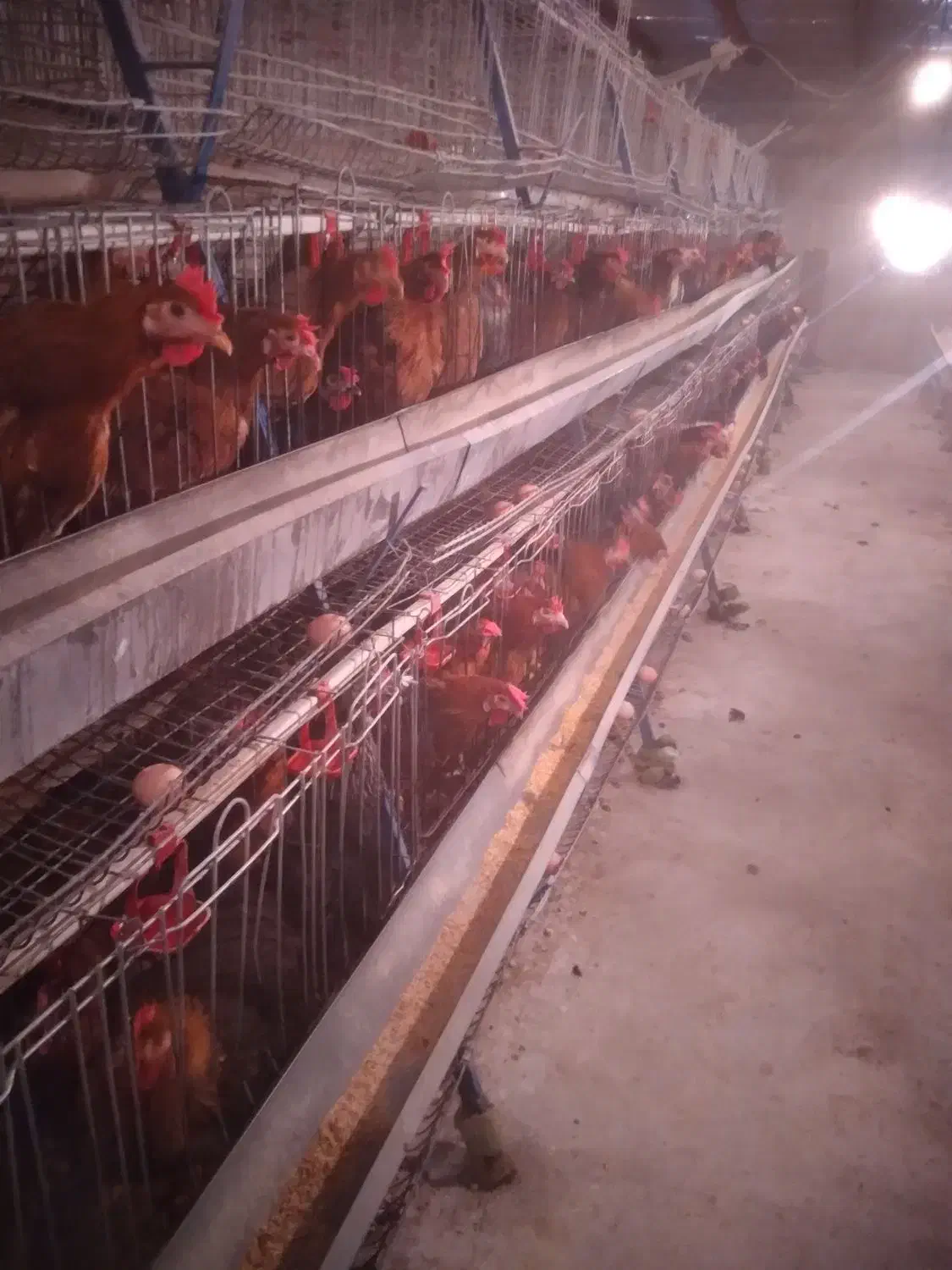 مرغ تخمگذار نژاد گلپایگانی|حیوانات مزرعه|فلاورجان, |دیوار