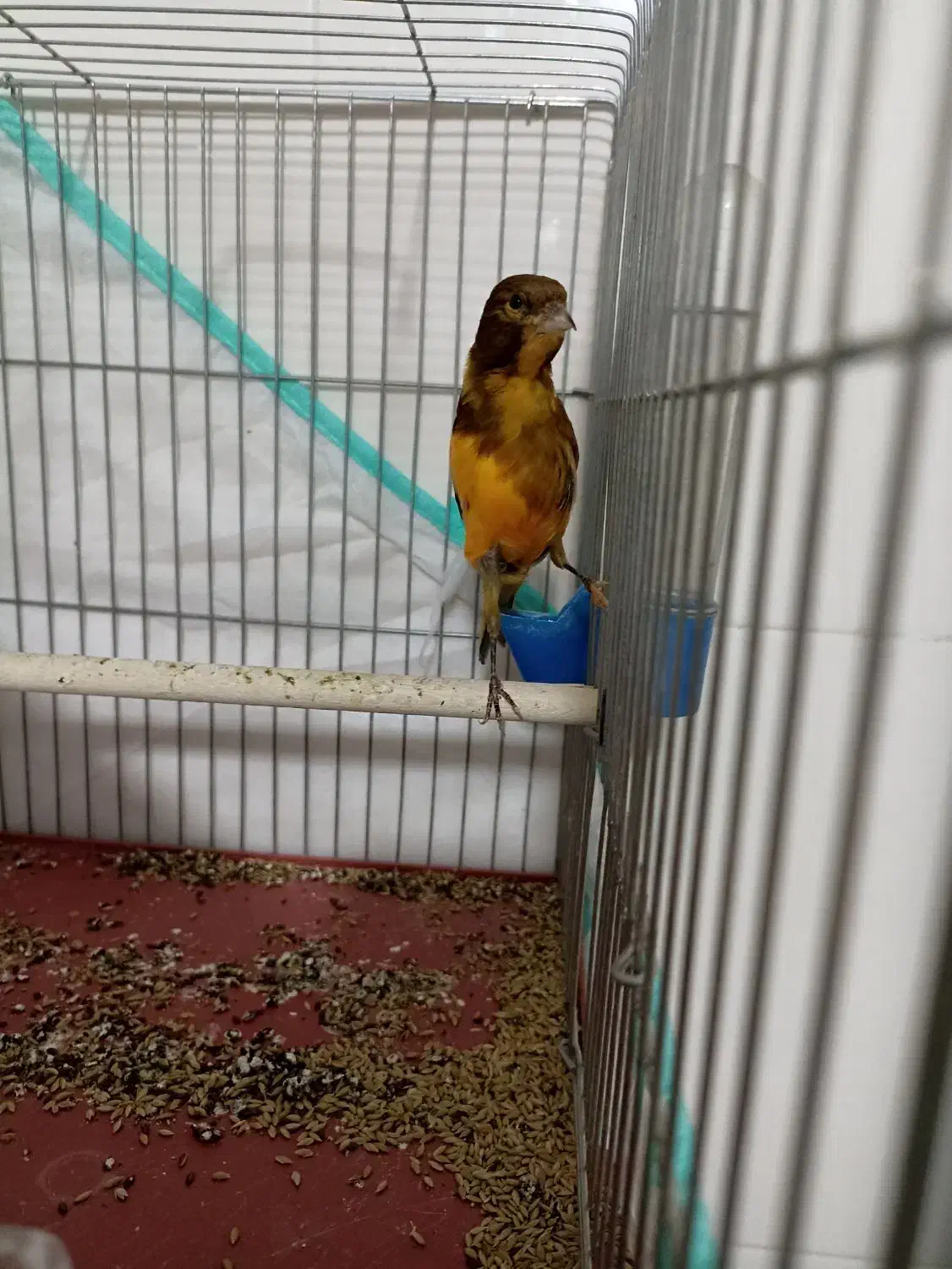 قناری ابلغ|پرنده|شیراز, کوشک میدان|دیوار