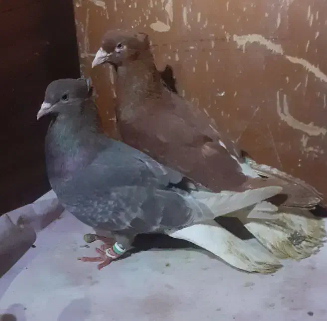 (طوقی هفترنگ دمسفید)|پرنده|مشهد, شهید بصیر|دیوار