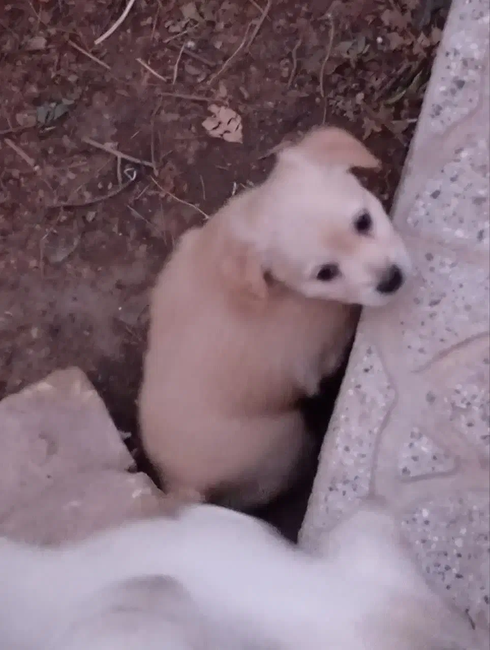 واگذاری سگ اشپیتز|سگ|یزد, |دیوار