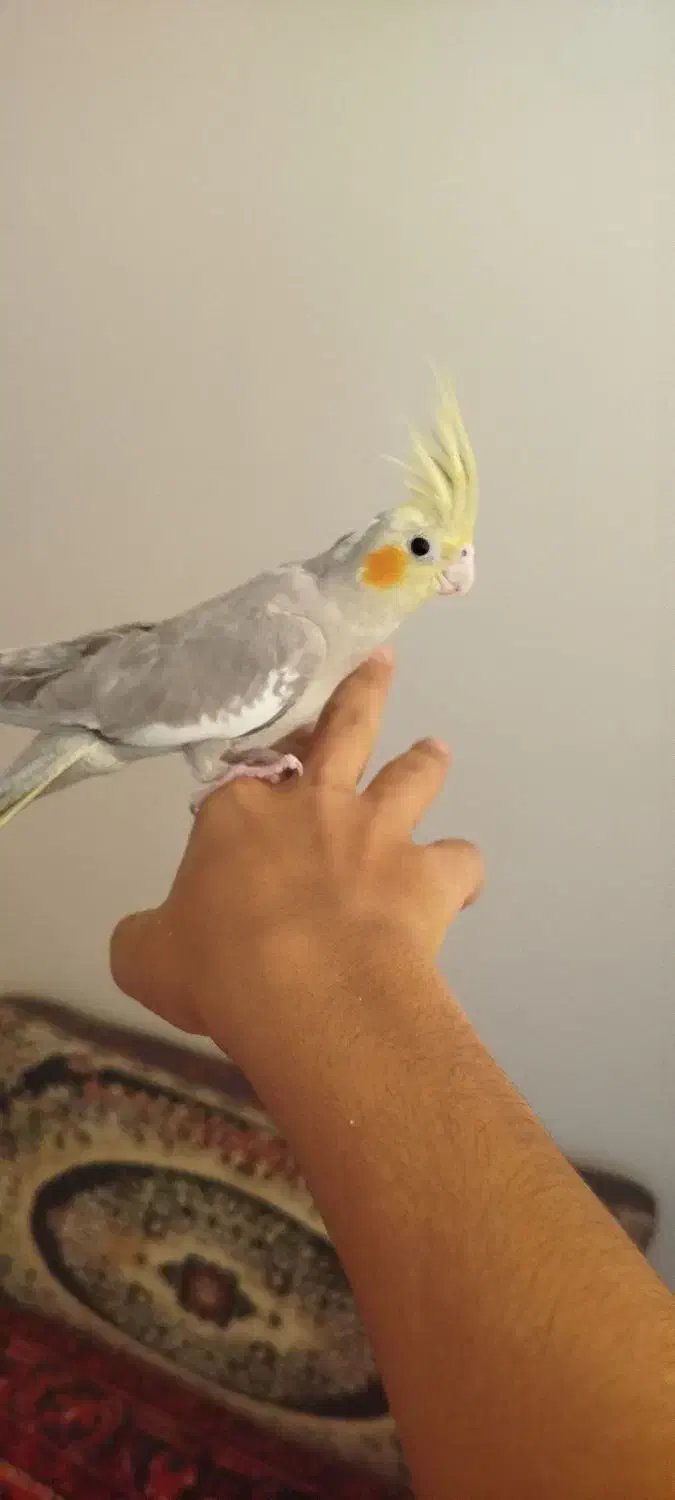 عروس سالم|پرنده|ملایر, |دیوار