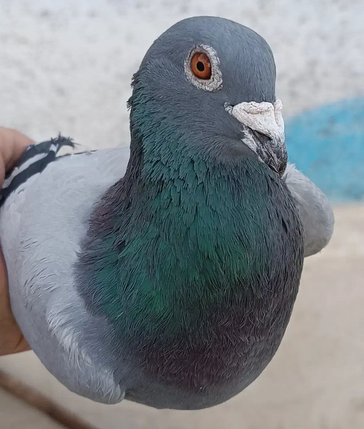 111|پرنده|اسفراین, |دیوار