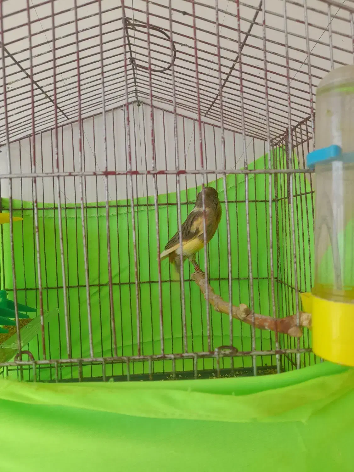 قناری قرص سره خاکی|پرنده|هشتگرد, فاز ۲ مهستان|دیوار