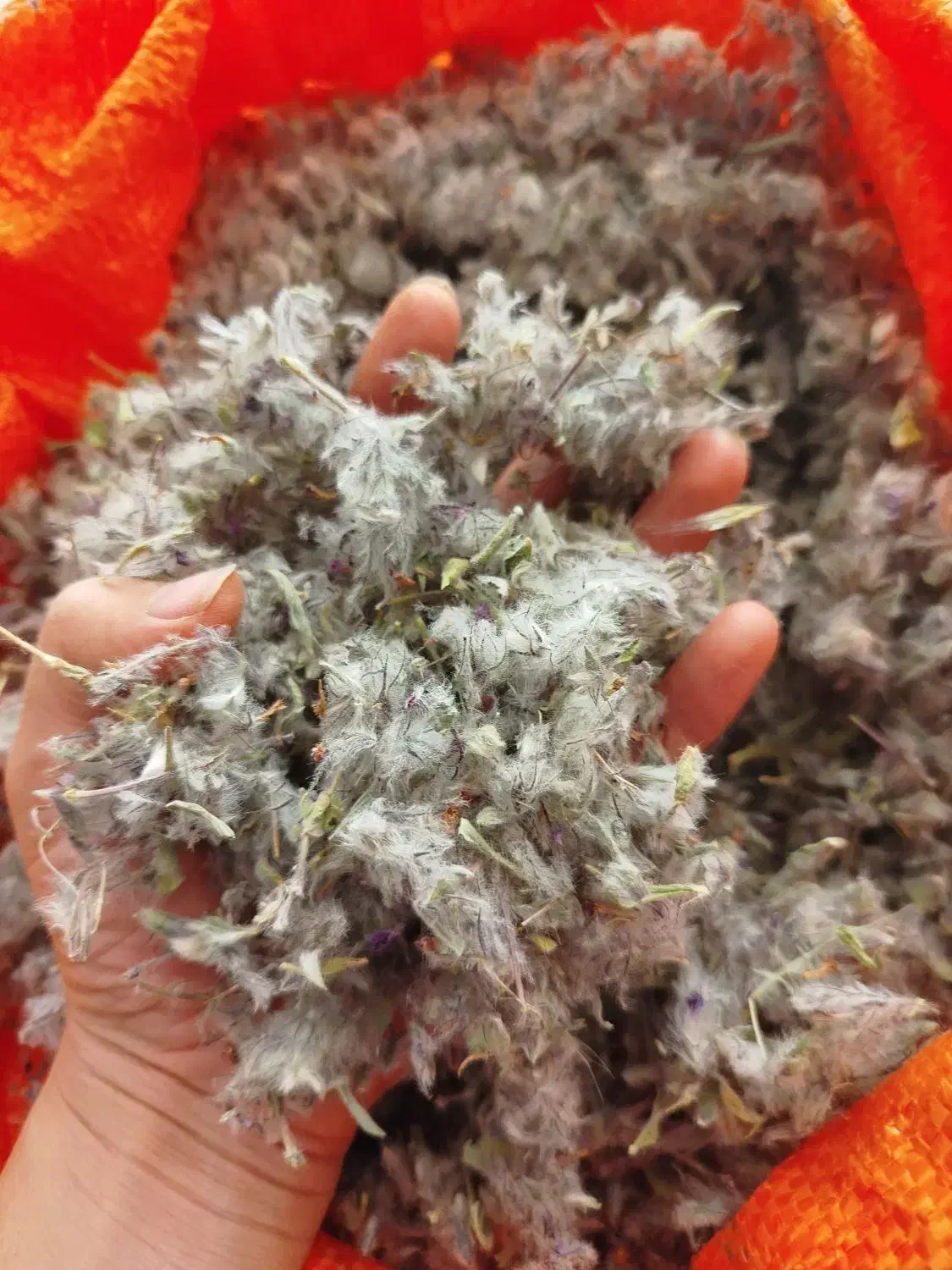 چای کوهی|خوردنی و آشامیدنی|اسلام‌شهر, شهرک سعیدیه|دیوار