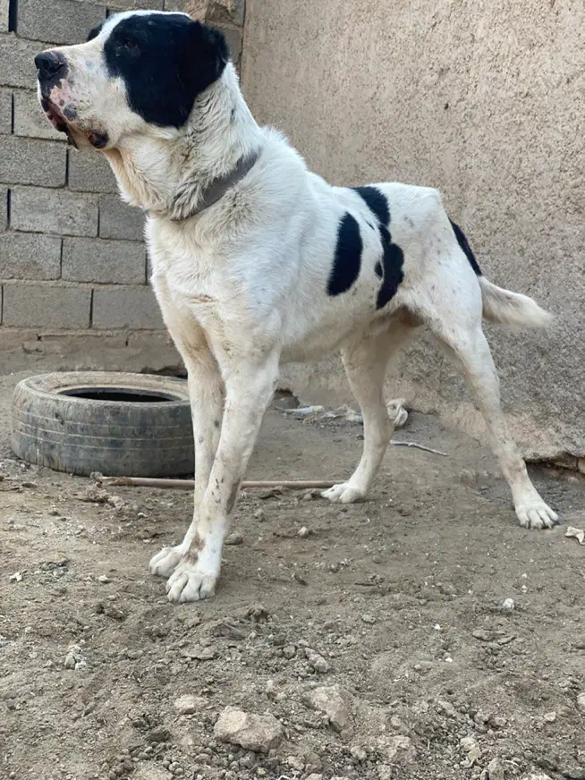 سگ الابا 3سالع|سگ|تهران, خزانه|دیوار