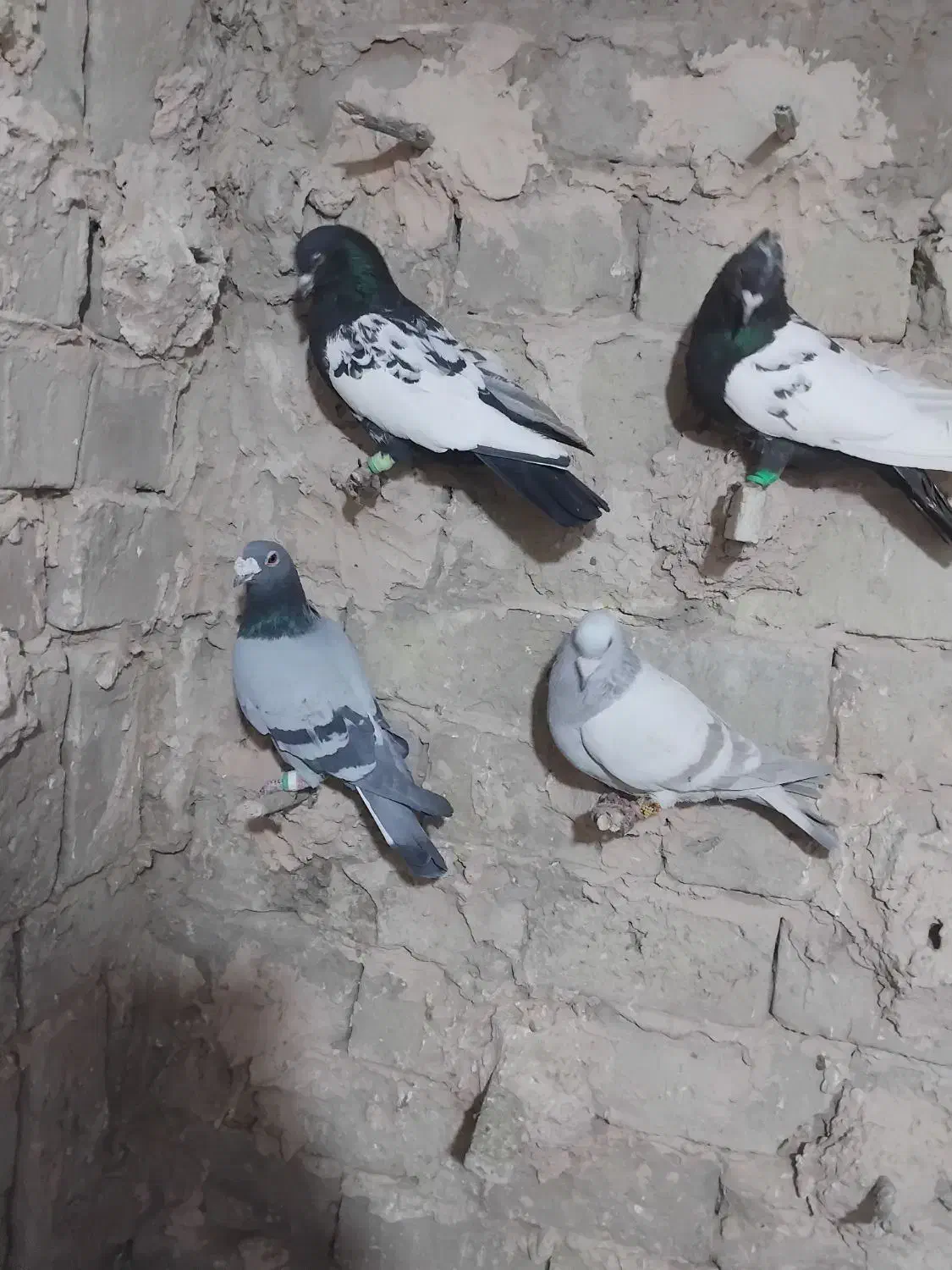 چهارتا کفتر پرشی مال حومه سبزوار|پرنده|سبزوار, ایزی شهر|دیوار