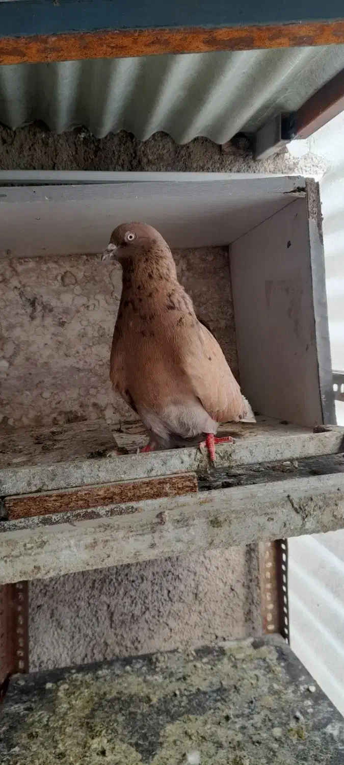 کبوتر سرور زرد|پرنده|ابهر, |دیوار