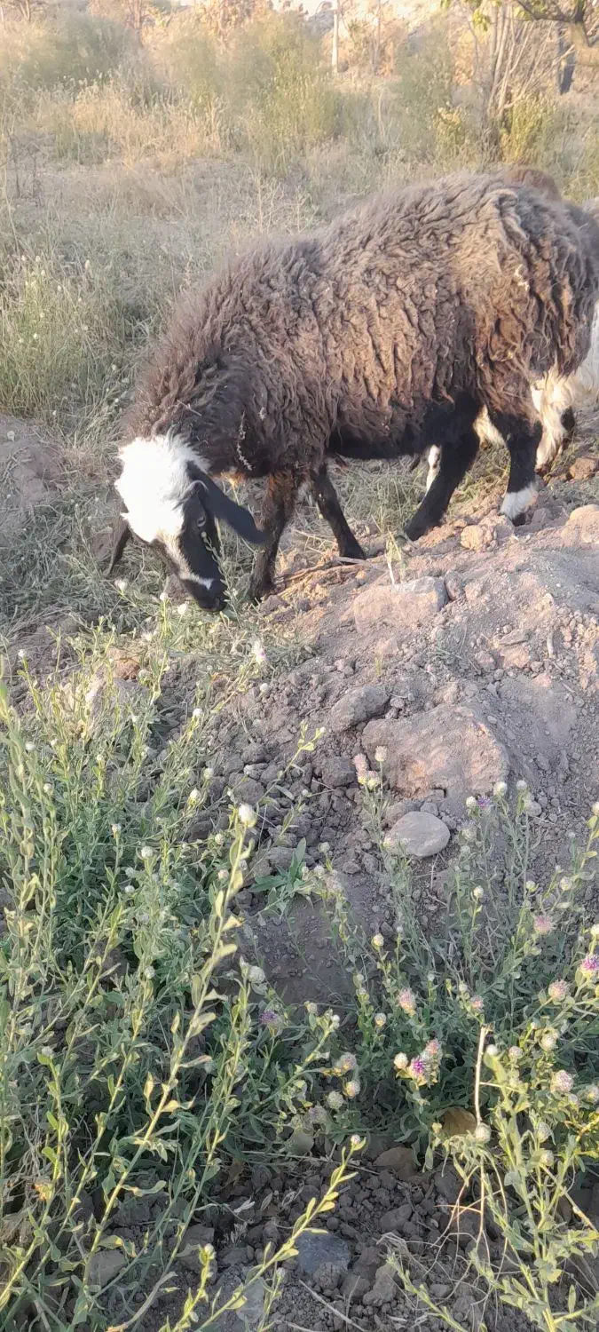 ۵ عدد میش اوستن|حیوانات مزرعه|راین, |دیوار