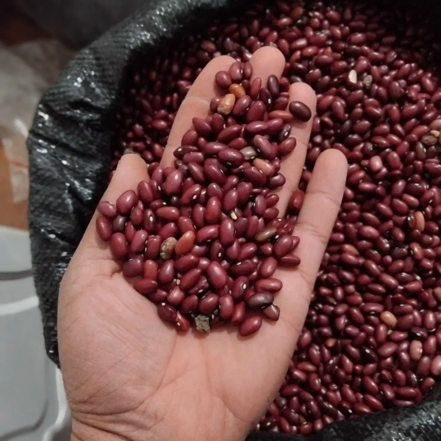 لوبیا قرمز تازه|خوردنی و آشامیدنی|ویلکیج, |دیوار