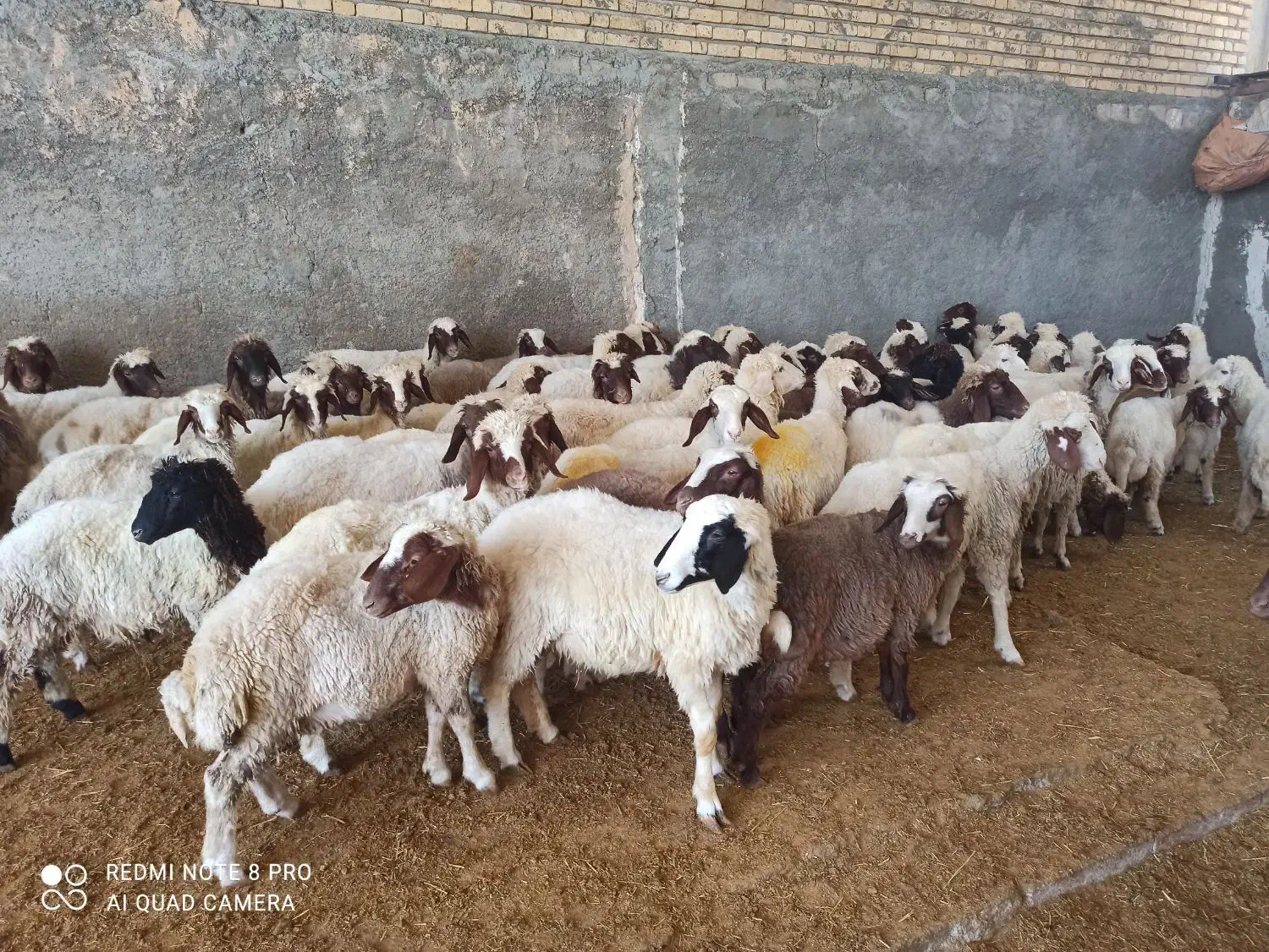 بره ماده|حیوانات مزرعه|ماهیدشت, |دیوار