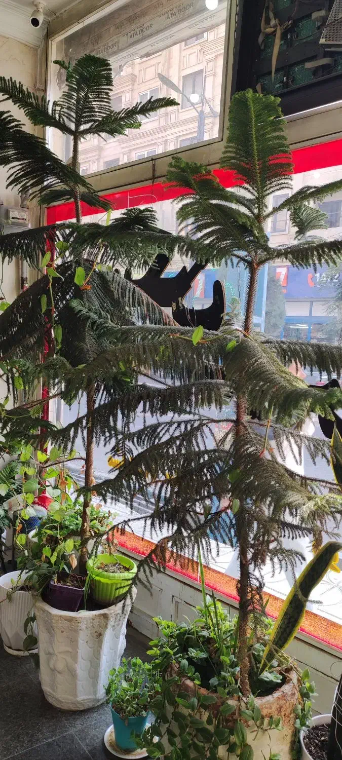 گل کاج مطبق|گل و گیاه طبیعی|پاکدشت, پاکدشت (مامازند)|دیوار