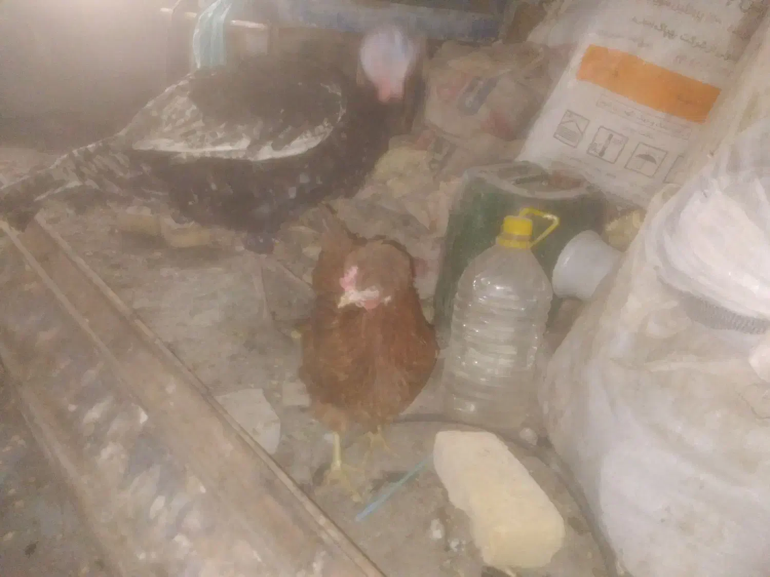 بوقلمون|حیوانات مزرعه|مشهد, پنجتن|دیوار