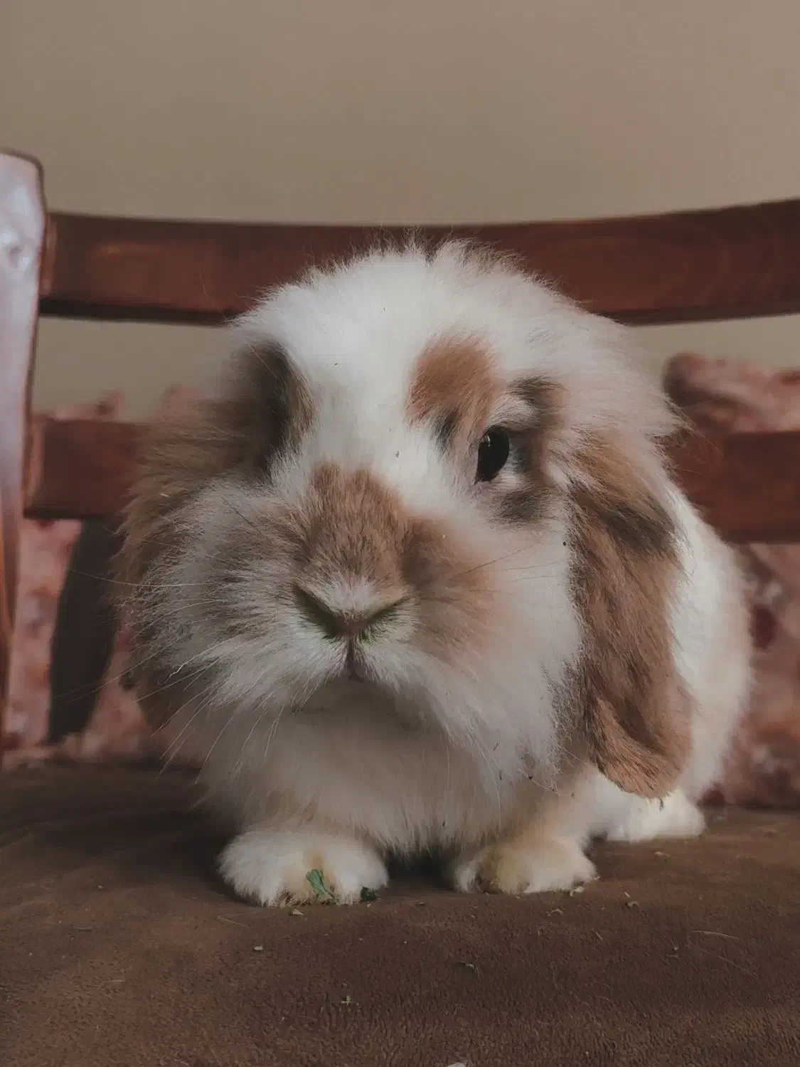 واگذاری رایگان دو عدد خرگوش لوپ|موش و خرگوش|کرج, گلشهر|دیوار