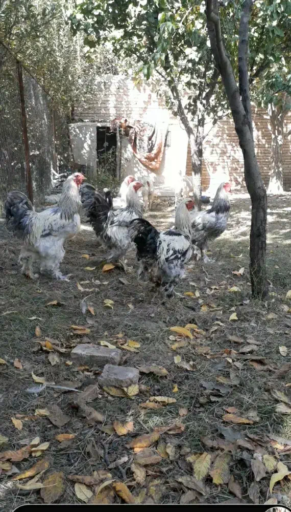 خروس برهمان|حیوانات مزرعه|سلماس, |دیوار