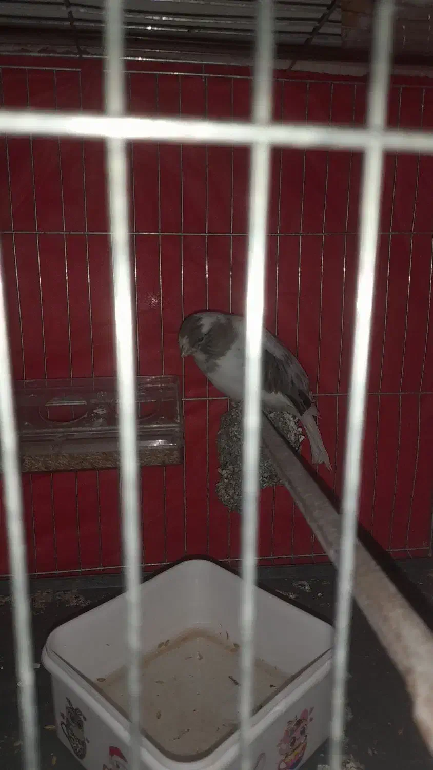 قناری نر|پرنده|رباط‌کریم, نصیرشهر|دیوار