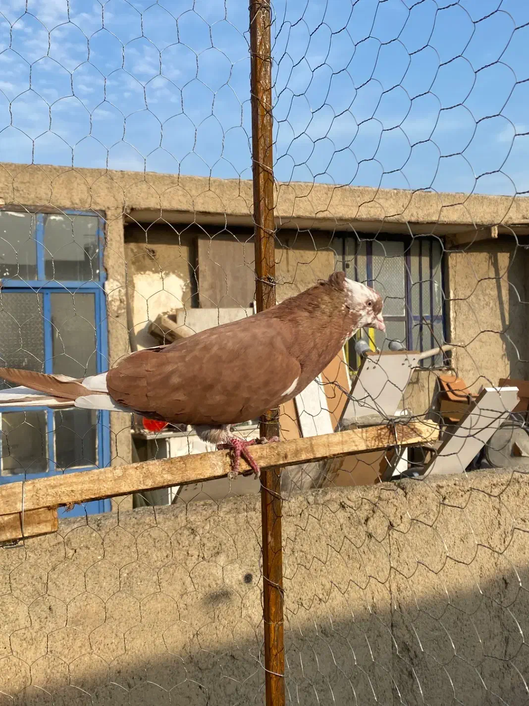 کفتر|پرنده|بهارستان, |دیوار