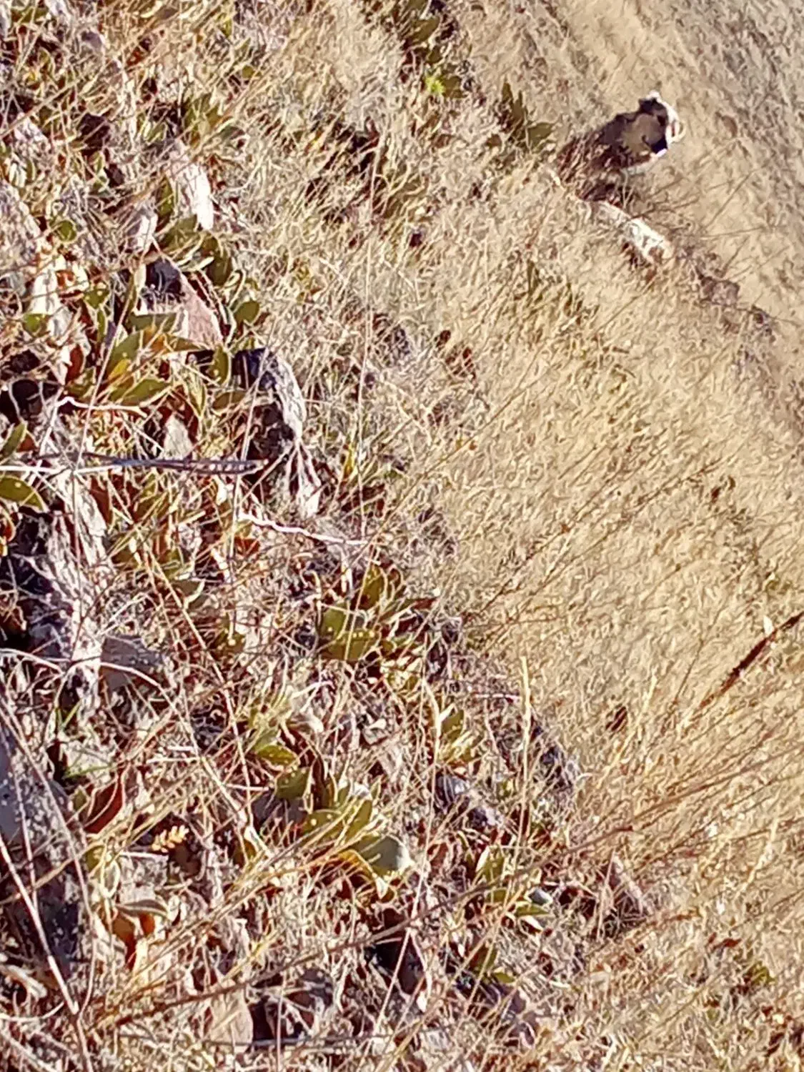 سگ  سرابی|سگ|هوراند, |دیوار