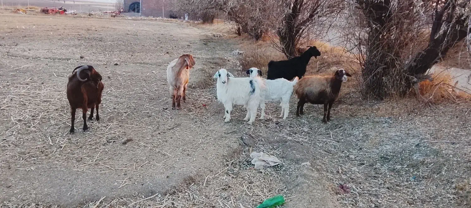 5راس بز محلی|حیوانات مزرعه|قروه, |دیوار