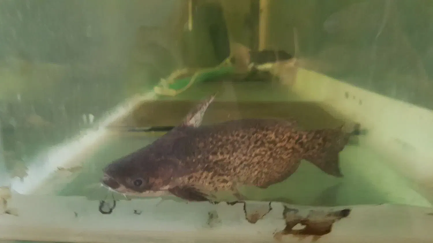 ۴۰ سانتی|ماهی|تاکستان, |دیوار