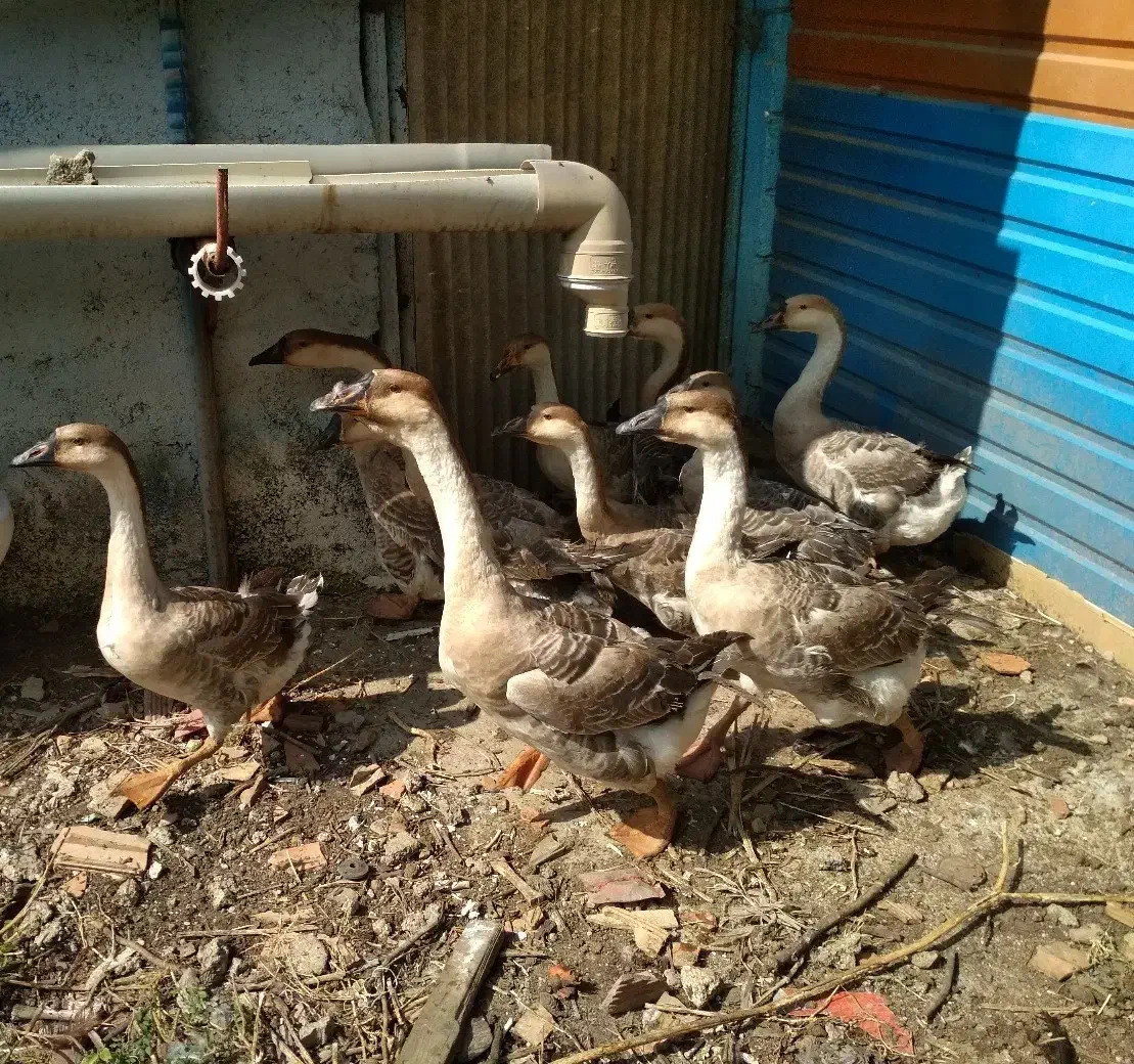 غاز اوکراینی|حیوانات مزرعه|نکا, |دیوار