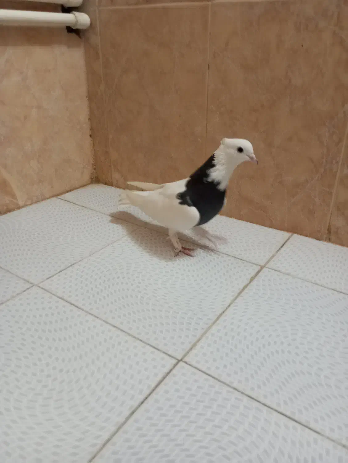 کفتر طوقی نر|پرنده|تربتحیدریه, کلاته توکلی|دیوار