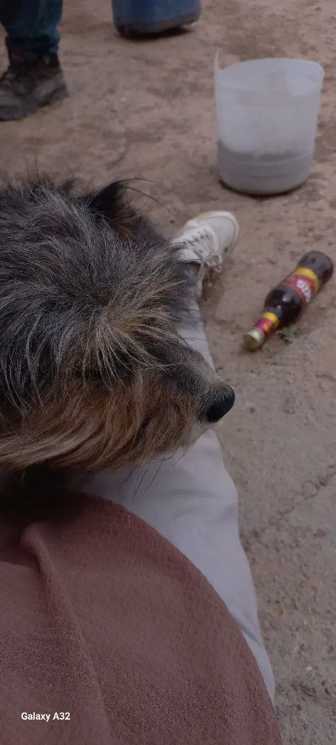 گمشده|حیوانات|شیروان (خراسان), |دیوار